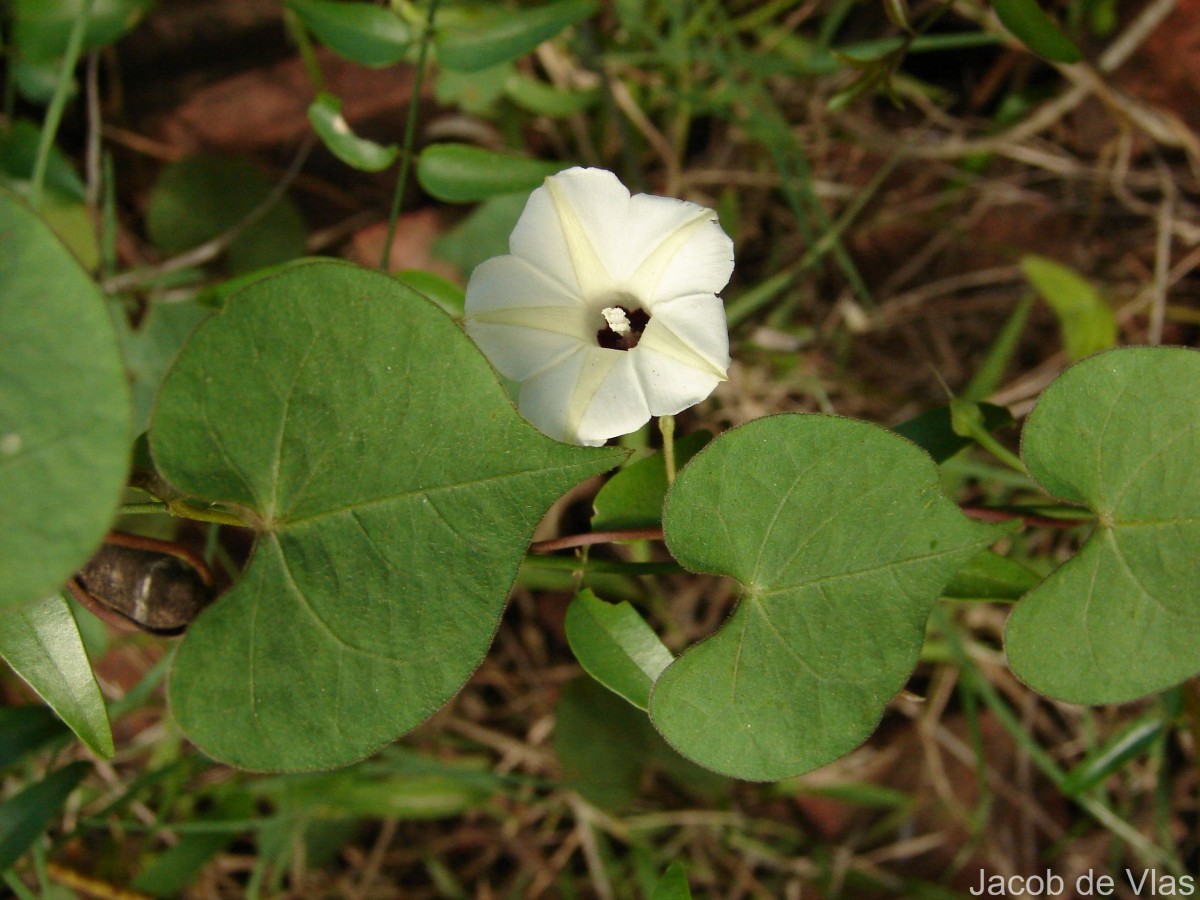 Ipomoea obscura (L.) Ker Gawl.